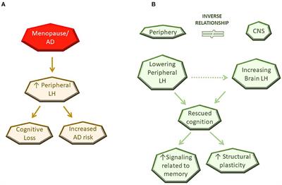 Luteinizing Hormone Involvement in Aging Female Cognition: Not All Is Estrogen Loss